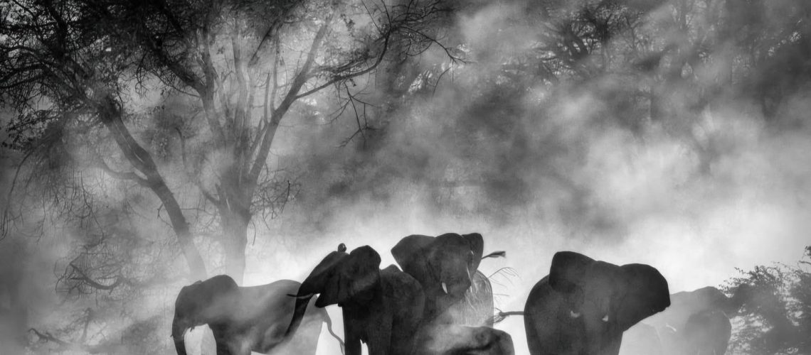 Ghost-Elephants-1536x1021-1.jpeg